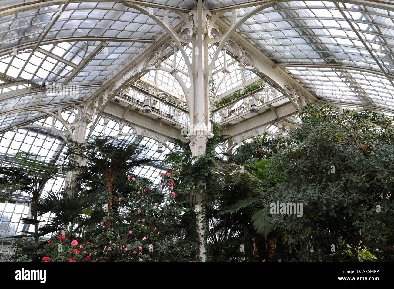 Crossbeams, glass roof, palm greenhouse, Schoenbrunn Palace, Vienna, Austria, Europe Stock Photo