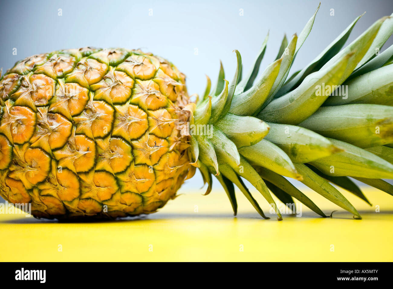 Pineapple (Ananas comosus) Stock Photo