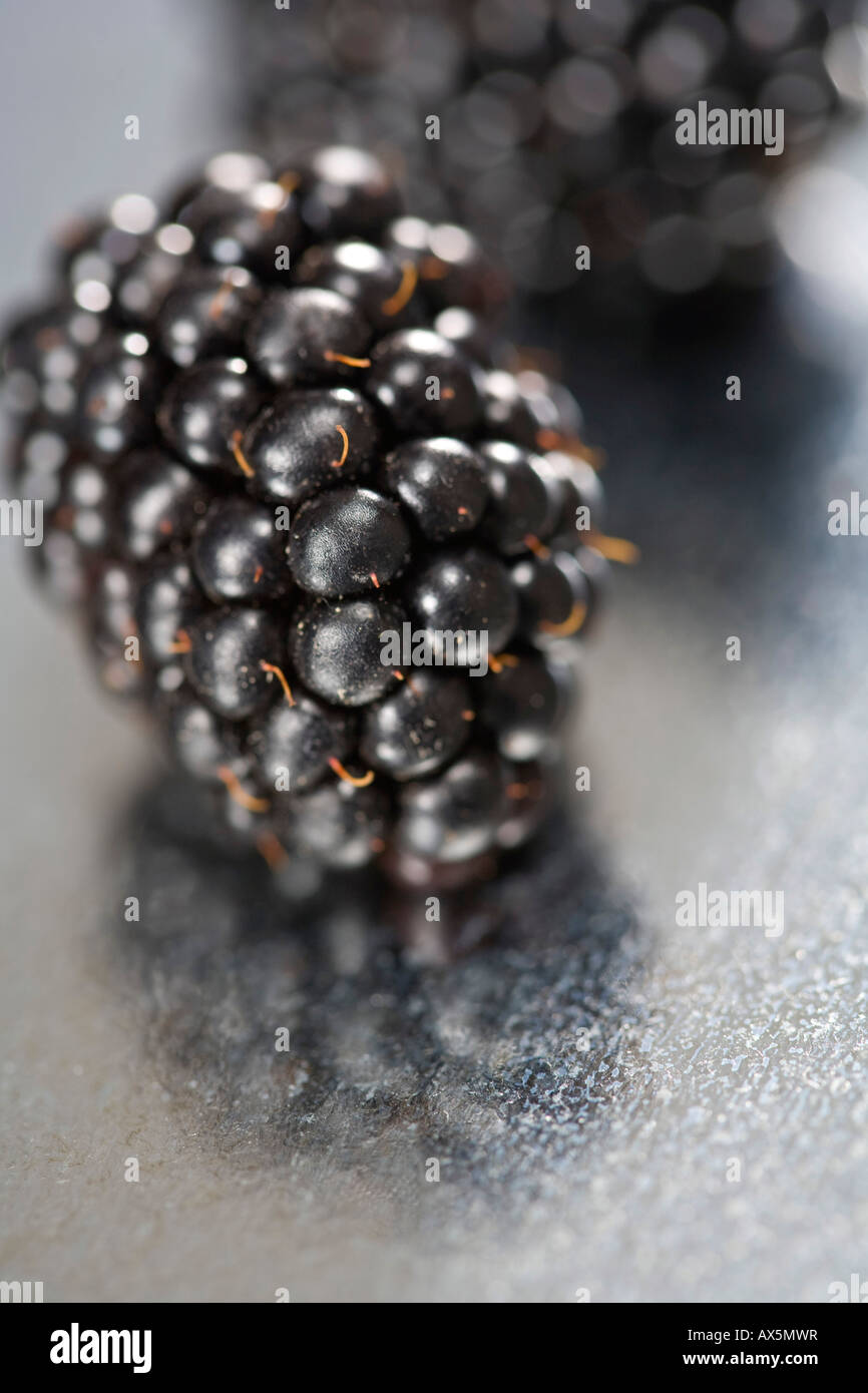 Blackberry (Rubus fruticosus) Stock Photo