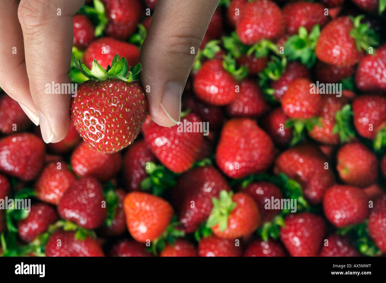 Strawberries (Fragaria) Stock Photo