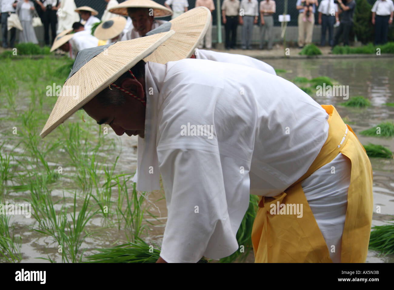 Symbolic rice planting during a harvest festival in Japan Stock Photo