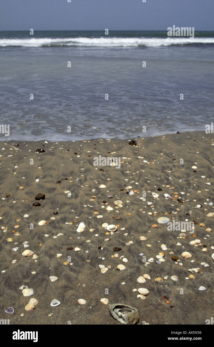 The Gambia. Sea shells on the beach Stock Photo Alamy