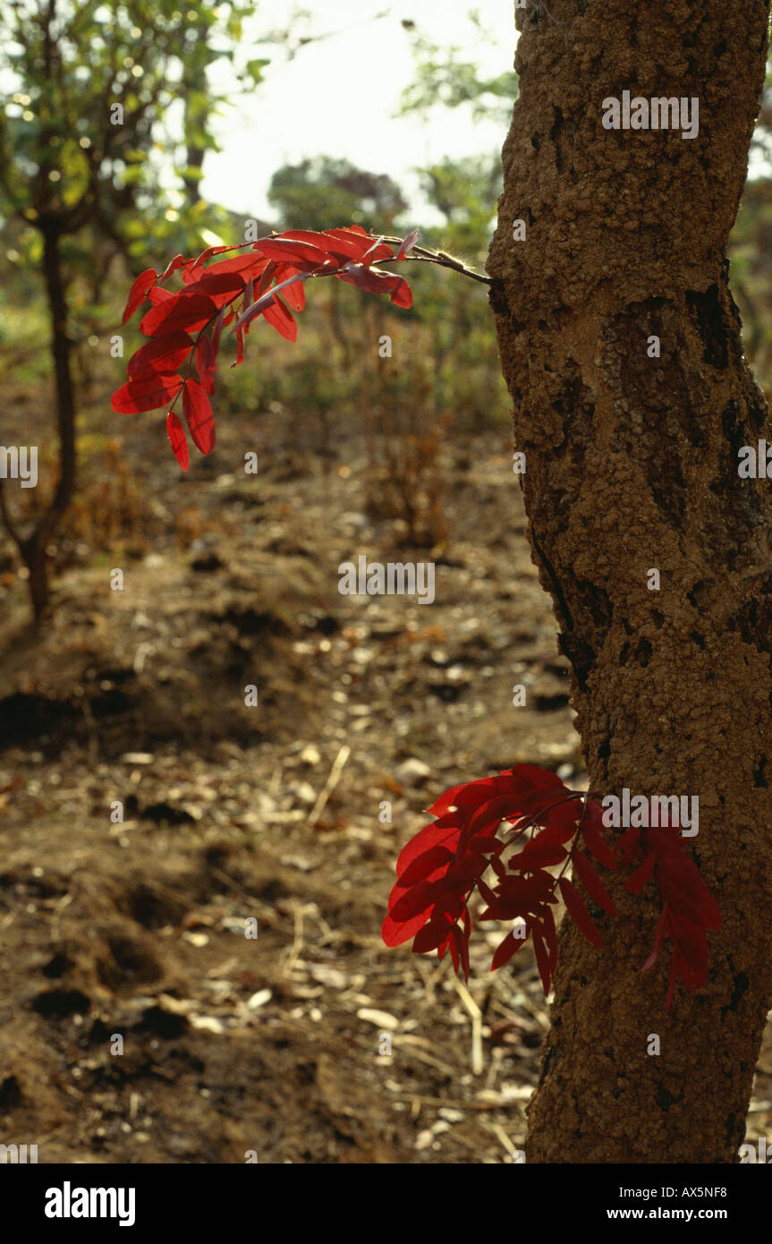 Chisimba, Zambia. Tree with red flowers sprouting from the trunk against a barren background; Brachystegia sp. Stock Photo