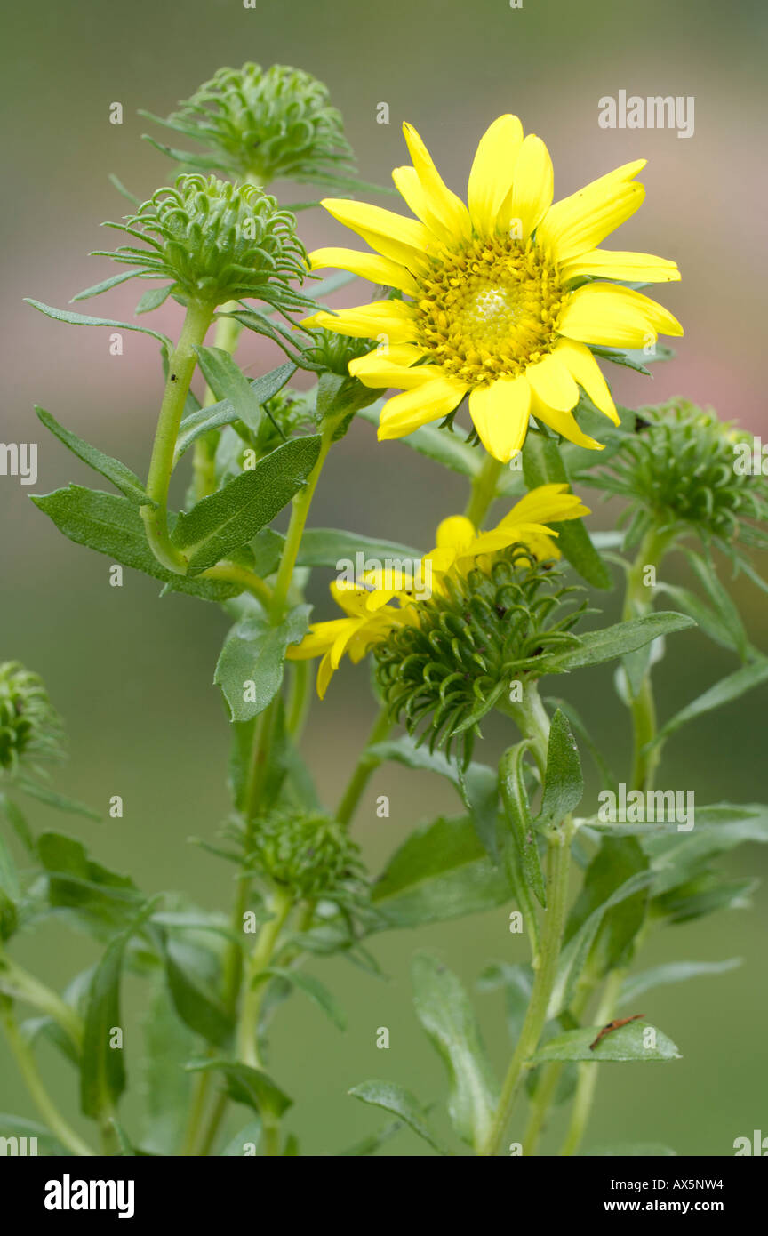 Great Valley Gumweed  Stock Photo