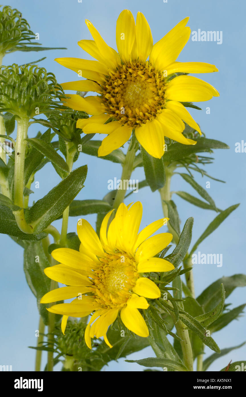 Great Valley Gumweed  Stock Photo