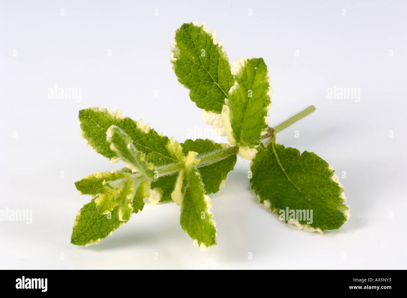 Apple Mint / Round-leaved Mint  Stock Photo