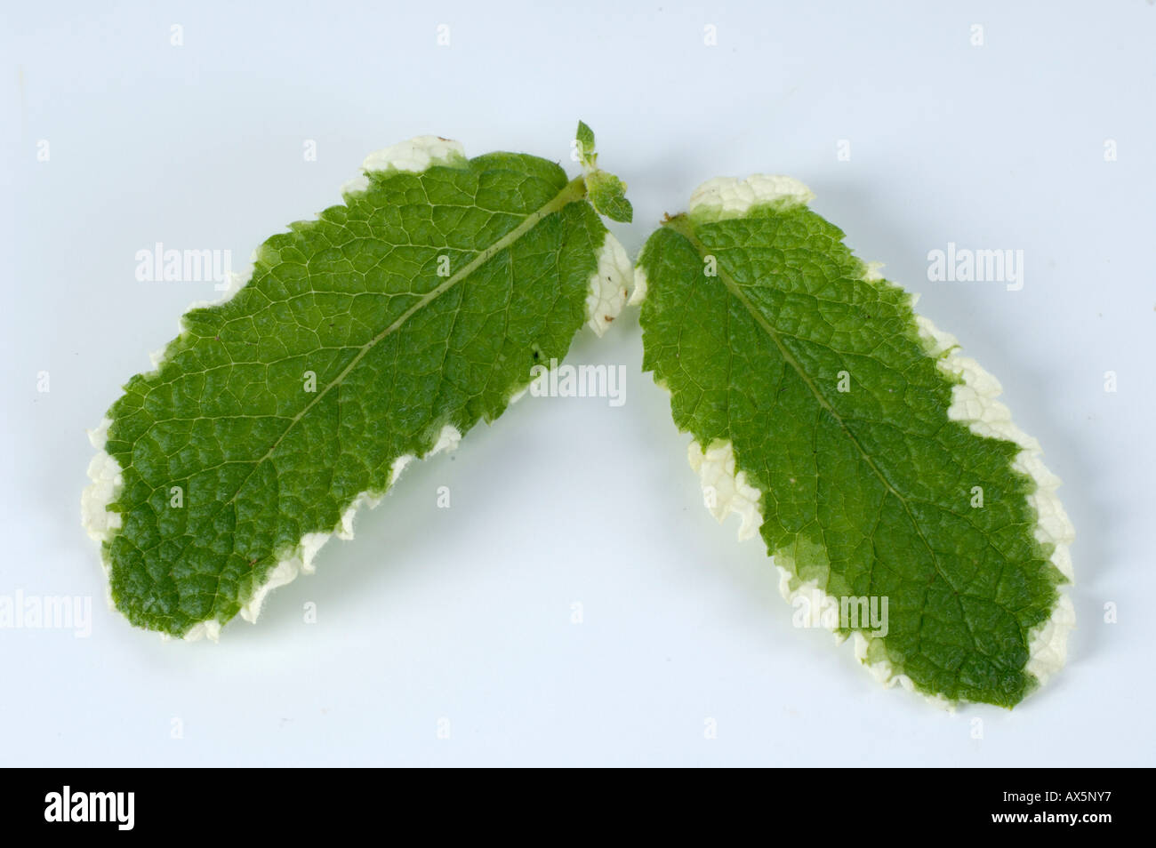Apple Mint / Round-leaved Mint  Stock Photo