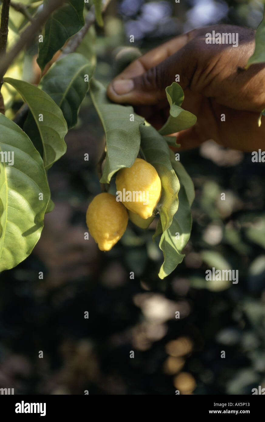 La Gongue, Gabon. Yellow Iboga fruit; a male stimulant also used in ceremonial rites; Tabernanthe iboga. Stock Photo