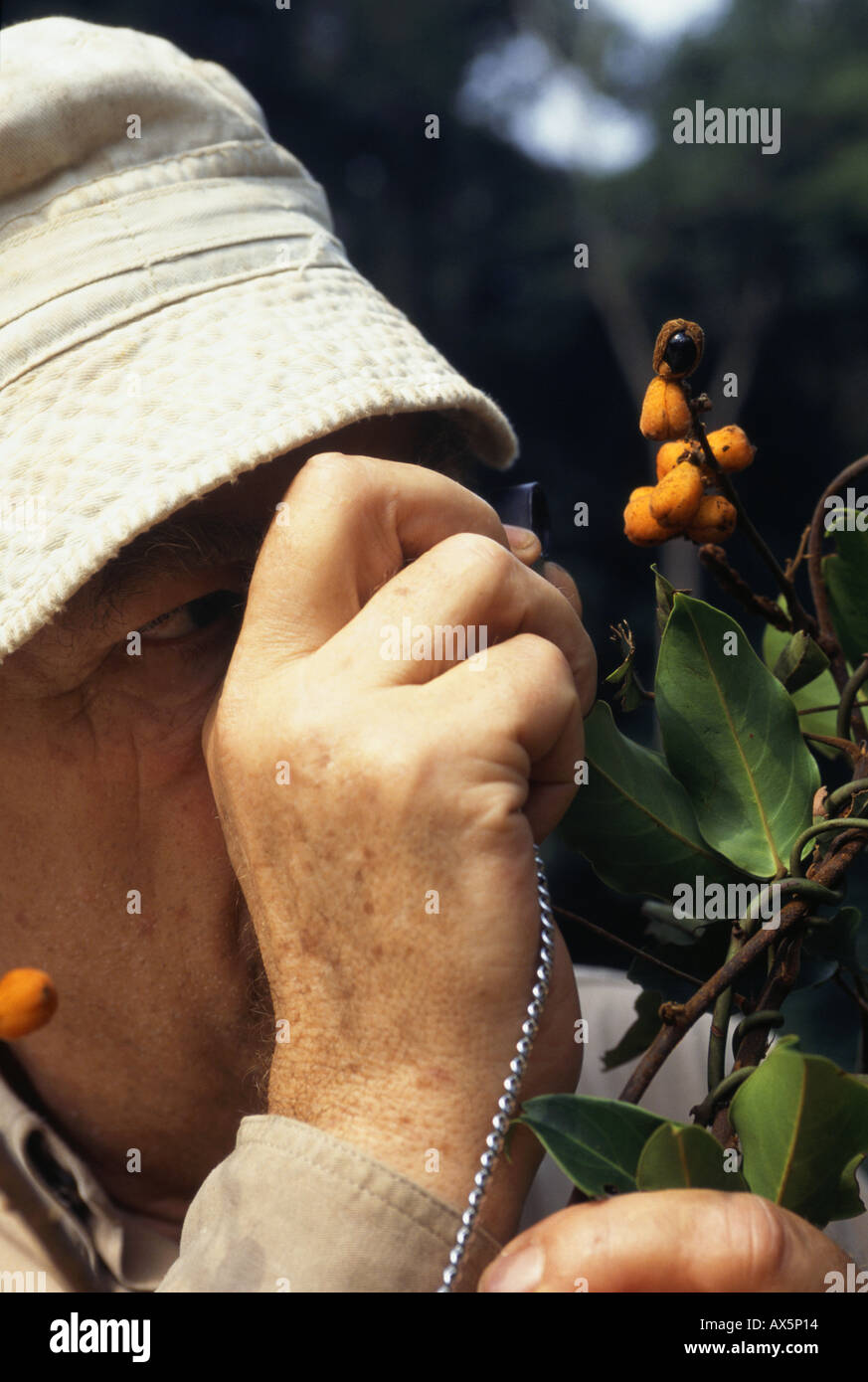 Makande, Gabon. Frans Breteler with Agelaea sp., a plant with fruits previously only known by its flowers. Stock Photo