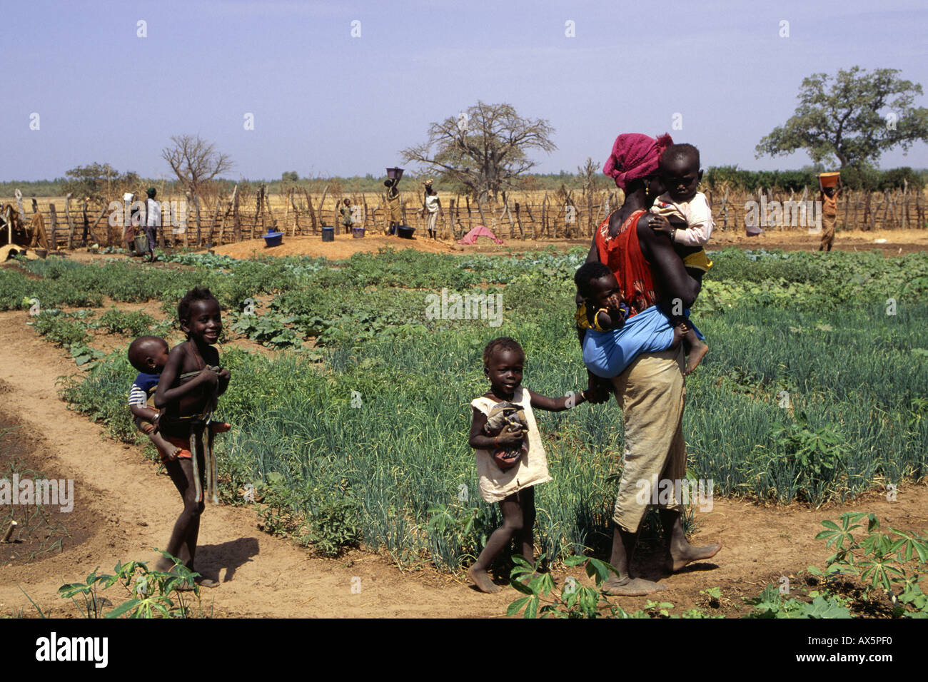 The Gambia. Woman and her five children on their agricultural plot