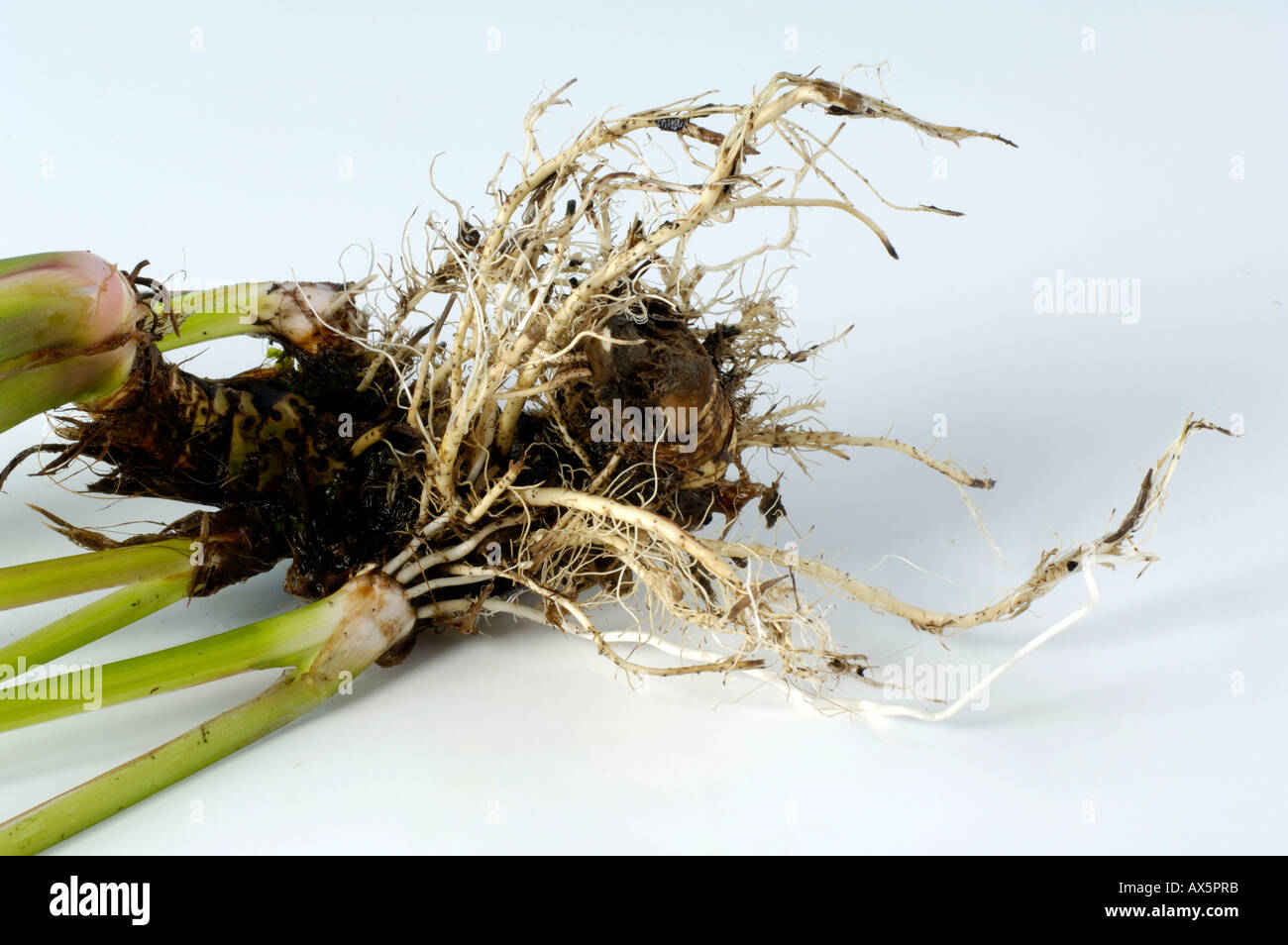 Calamus Root / Sweet Flag Root  Stock Photo