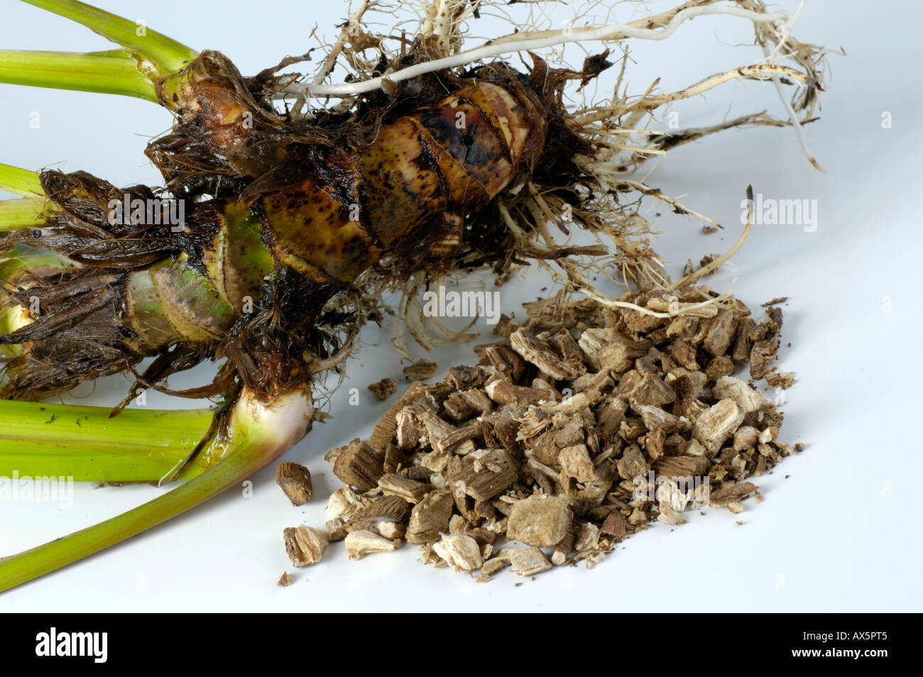 Calamus Root / Sweet Flag Root Stock Photo Alamy