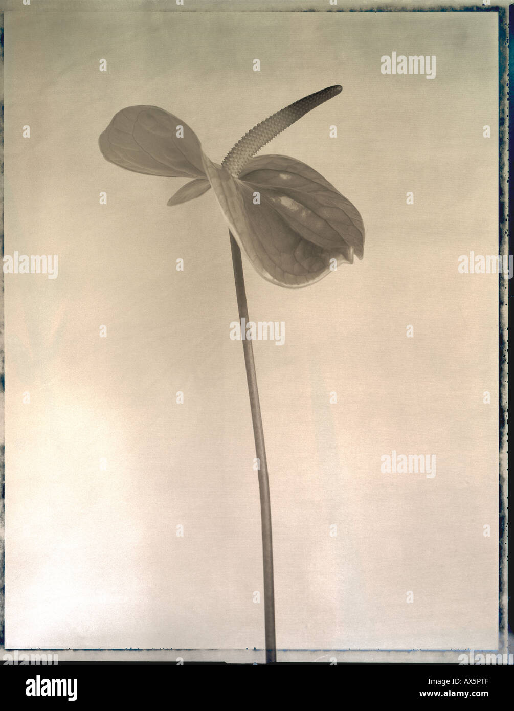 Anthurium 'lady love' Stock Photo