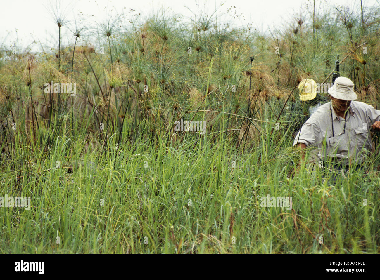 Bangweulu Swamp, Zambia. Tourist on safari with armed escort pushing through papyrus marshlands. Stock Photo