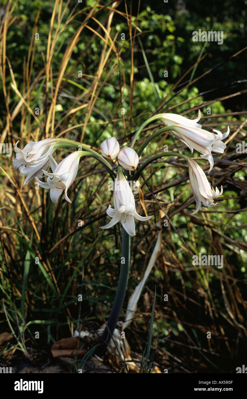 Lukulu, Zambia. White flower of the Amaryllis family Stock Photo Alamy