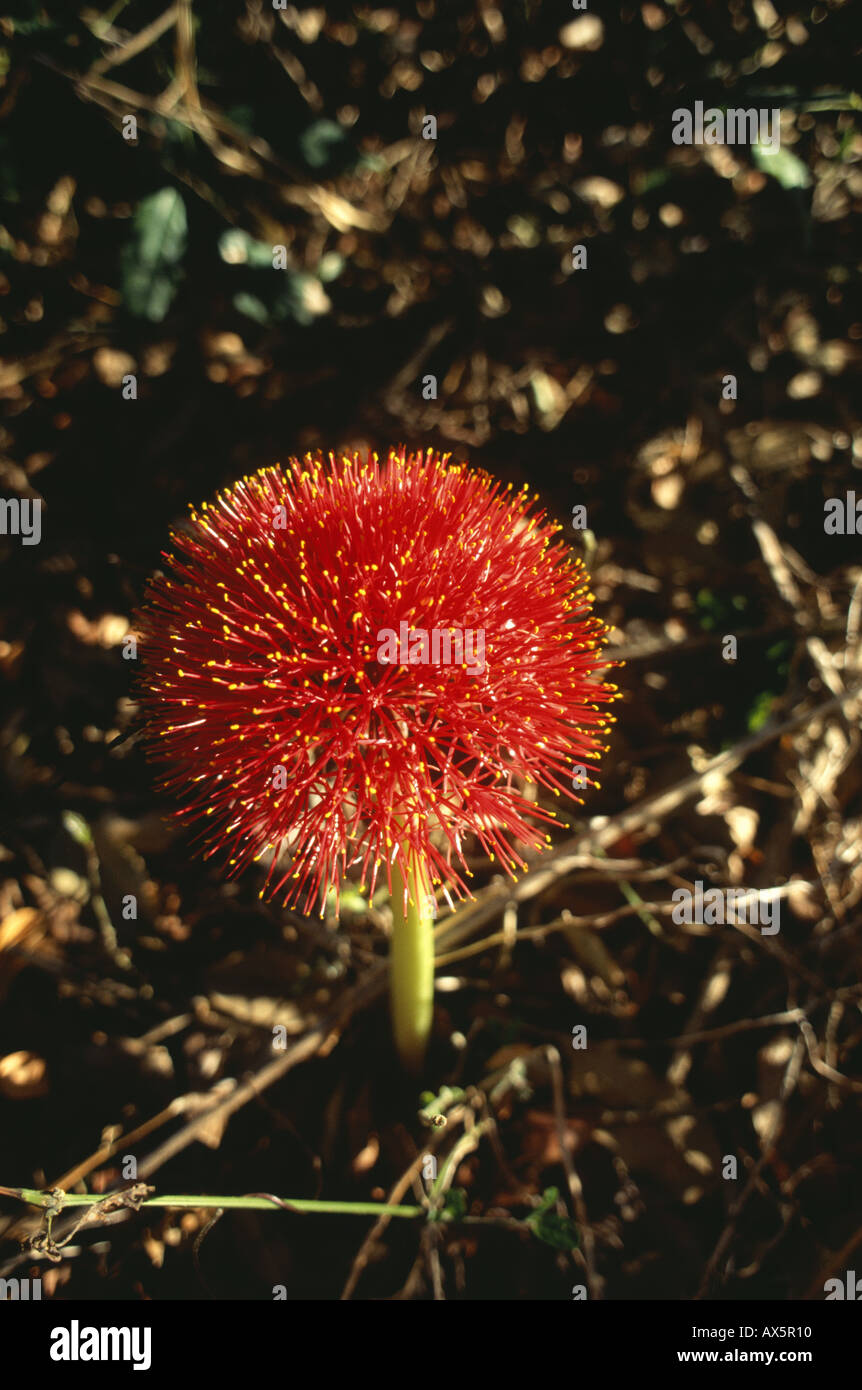 Zambia africa flowers hires stock photography and images Alamy