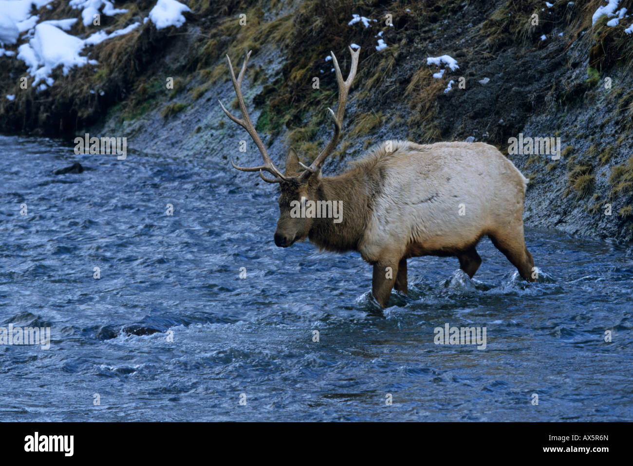Elk Alces alces male stag wading across a fast flowing river in Yellowstone national Park USA North America Stock Photo