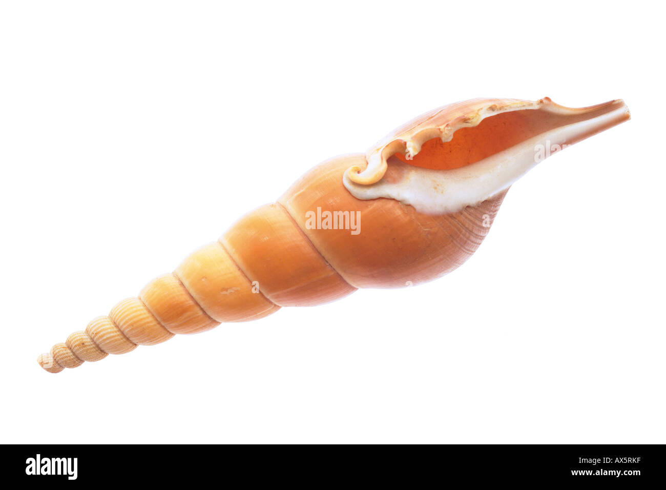 Sea shell,Tibia Martini Stock Photo