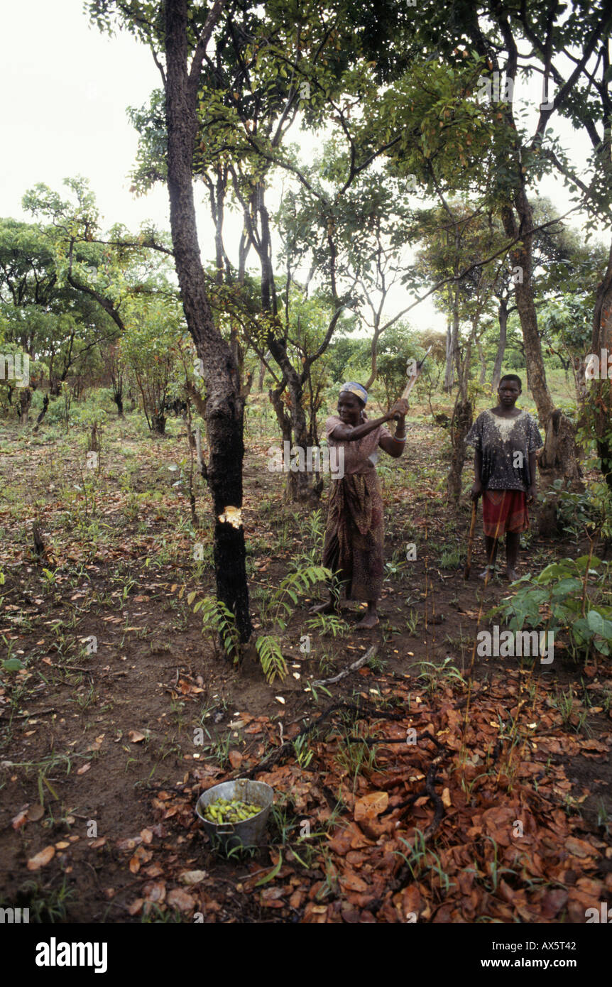chipundu-zambia-africa-woman-felling-tree-for-mopane-caterpillar
