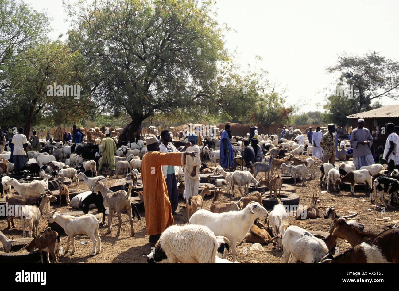 Gambia. Goat market in the interior of the country; goats and kids feeding from lorry tyres, men haggling. Stock Photo