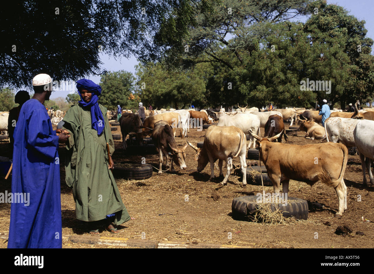 Gambia. Cattle market in the interior of the country; cows feeding from lorry tyres, men haggling, doing a deal. Stock Photo