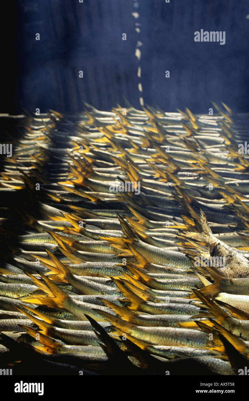 african cigarette fish Smoking fish africa hi-res stock photography and images