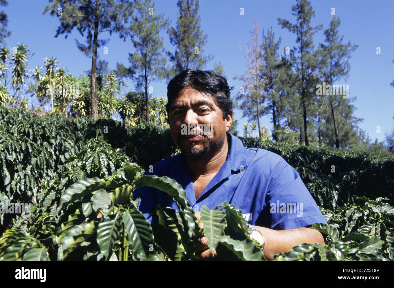 Tico coffee hi-res stock photography and images - Alamy