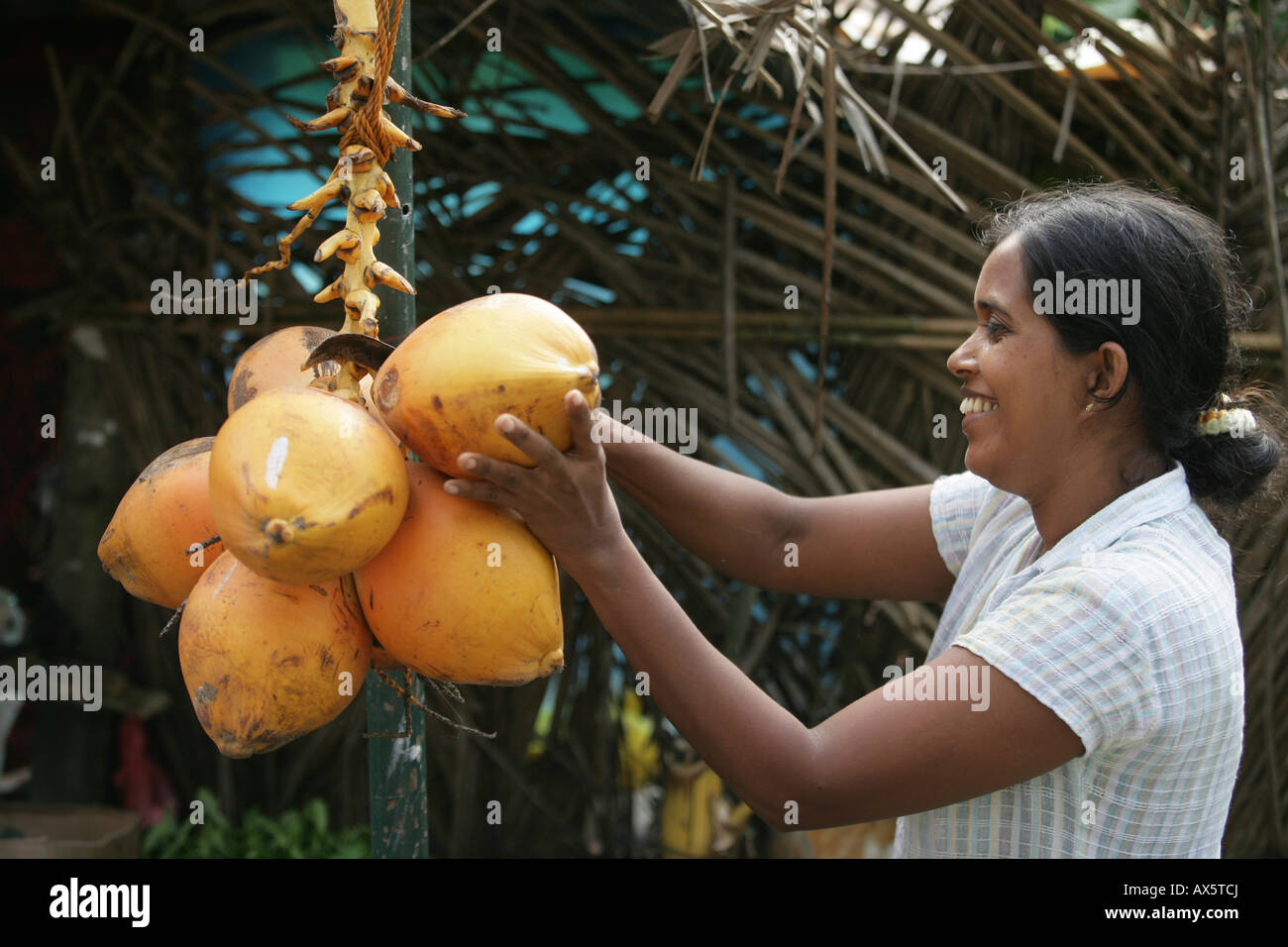 Sri Lankan woman selling coconuts in Hanwella, Sri Lanla, South Asia Stock Photo