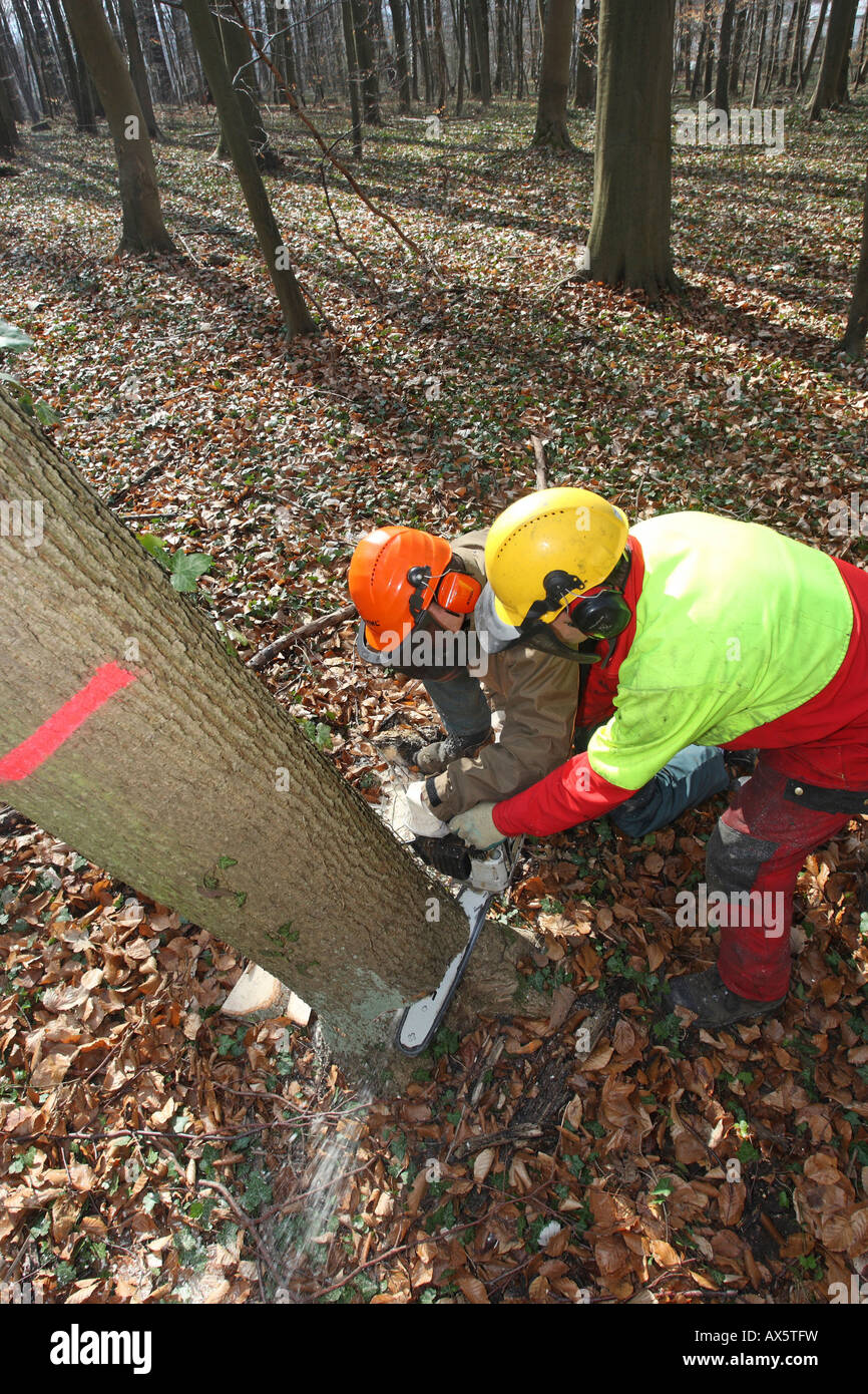 Chainsaw course, participants practicing in a forest Stock Photo