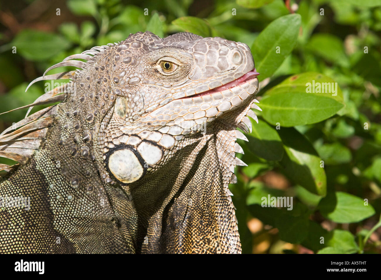 Iguana (Iguanidae) in the open at John Pennekamp State Park, Key Largo, Florida, USA Stock Photo