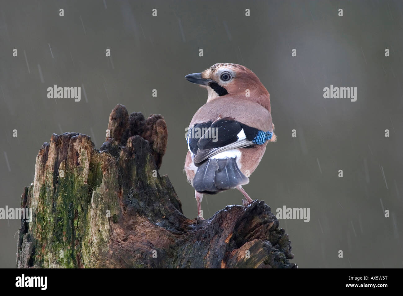 Eurasian Jay (Garrulus glandarius) perched on a tree stump Stock Photo