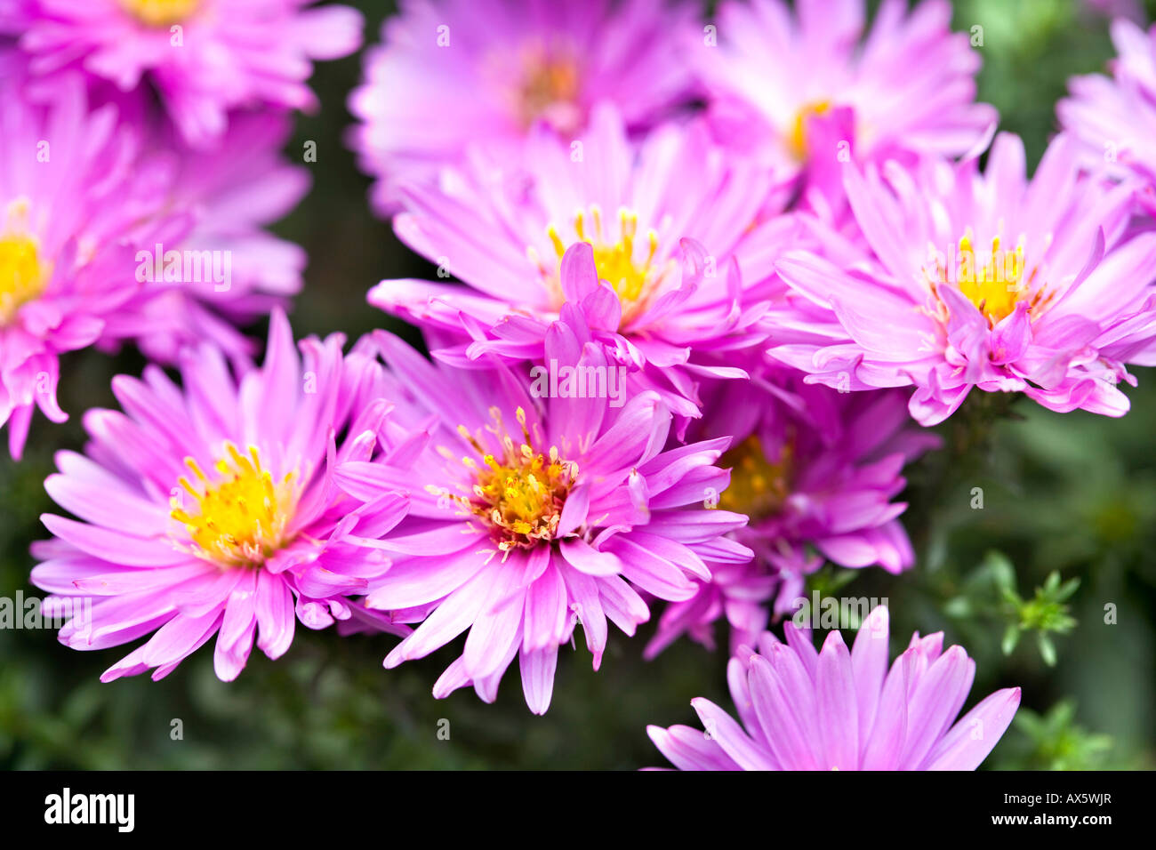 New England Aster (Symphyotrichum novae-angliae, Aster novae angliae), pink blossoms Stock Photo