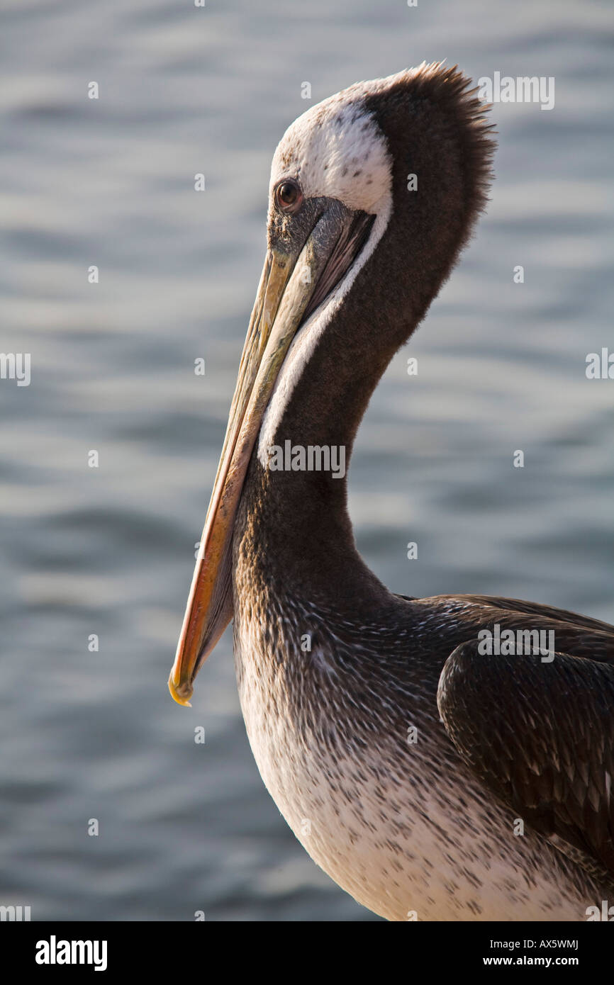 Peruvian chilean fauna hi-res stock photography and images - Alamy