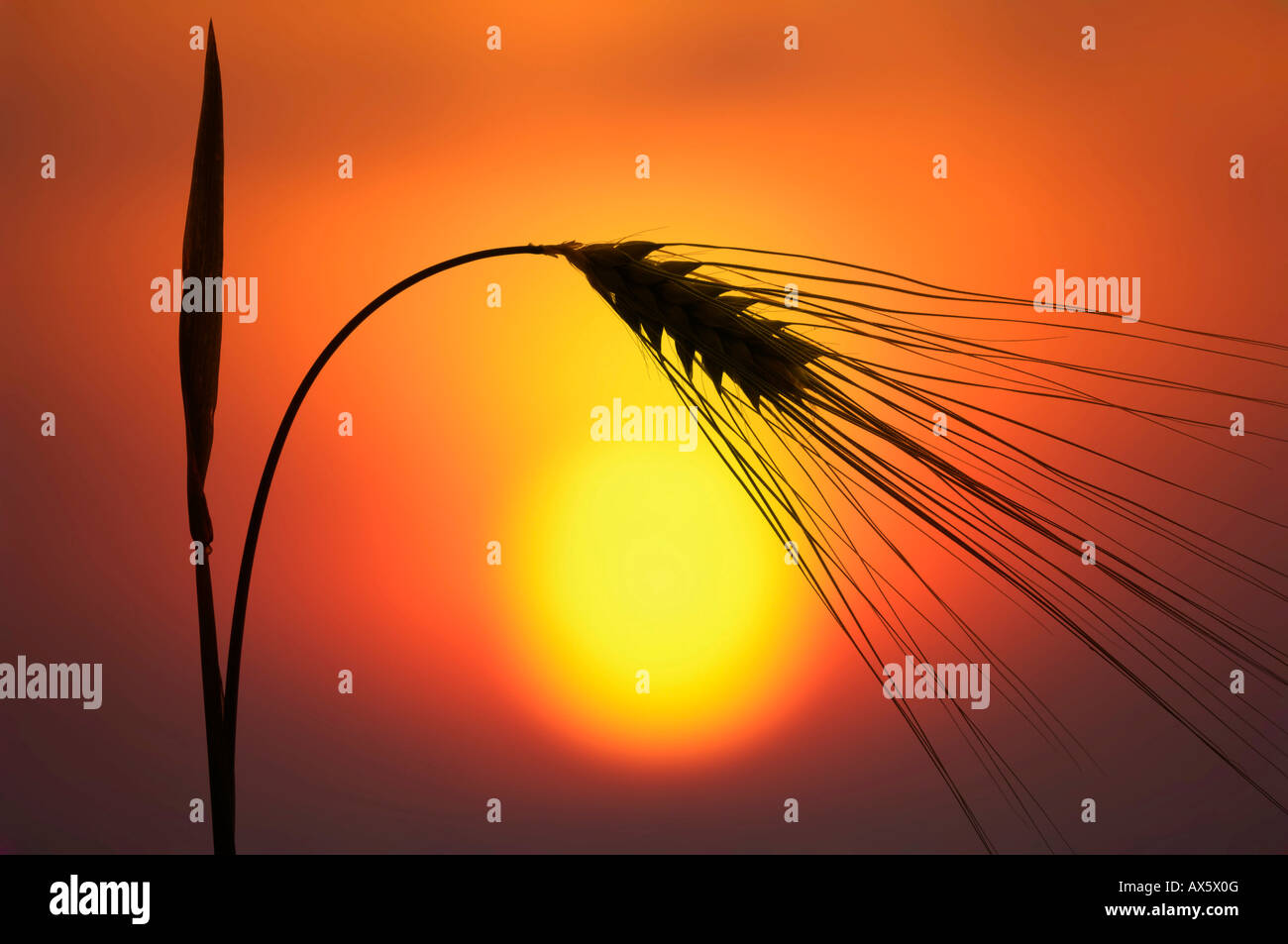 Barley (Hordeum vulgare) in front of glowing evening sun Stock Photo
