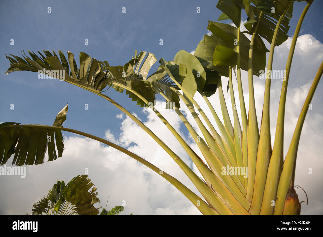 Image Traveller's tree (Ravenala madagascariensis), Fort Canning Park,  Singapore - 434261 - Images of Plants and Gardens - botanikfoto