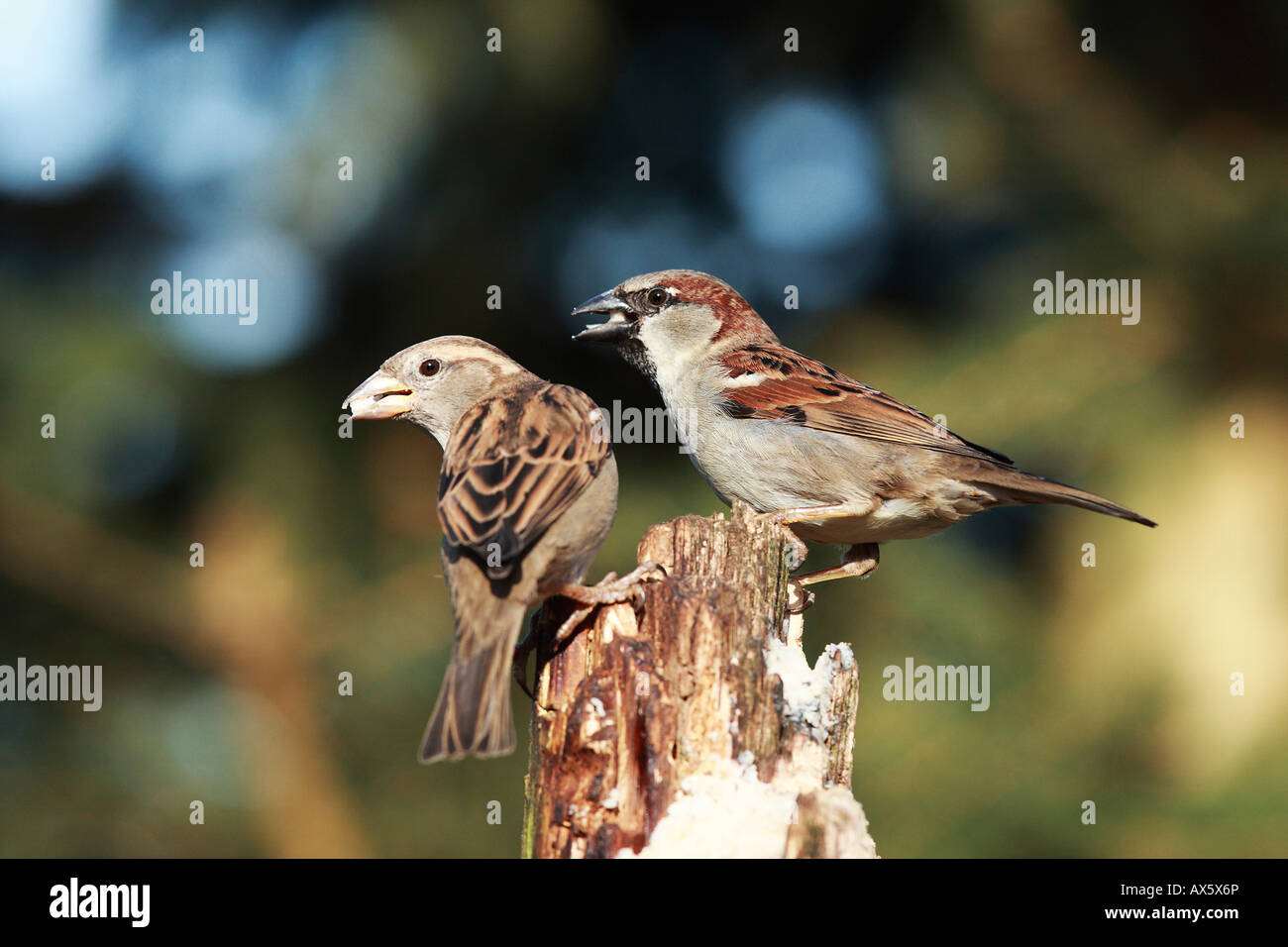 House Sparrows (Passer domesticus) Stock Photo