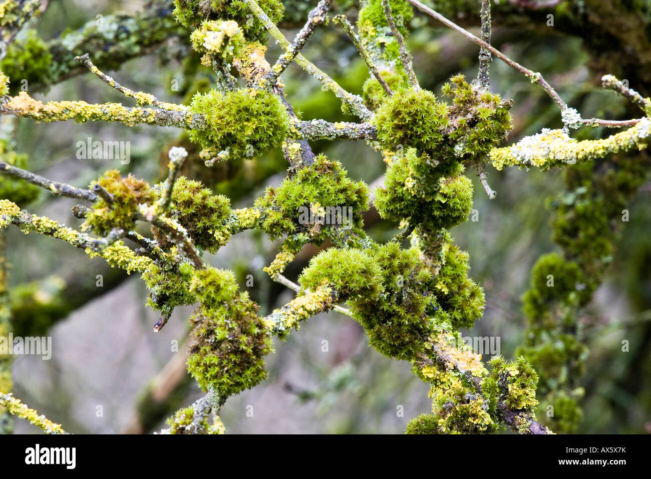Mosses (Bryophyta) and Lichens Stock Photo