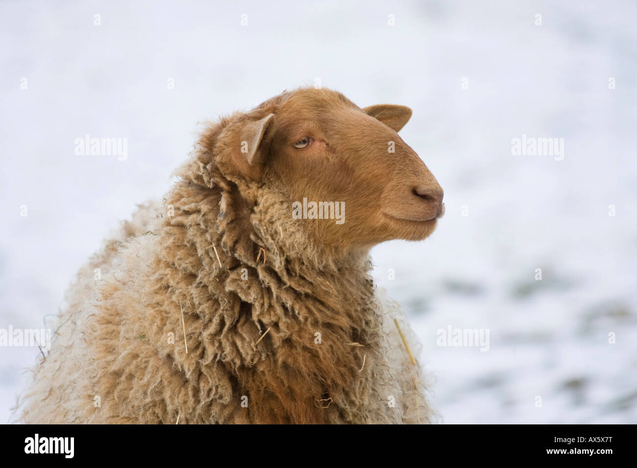 Coburg Fuchsschaf, breed of domestic sheep (Ovis gmelini aries) Stock Photo