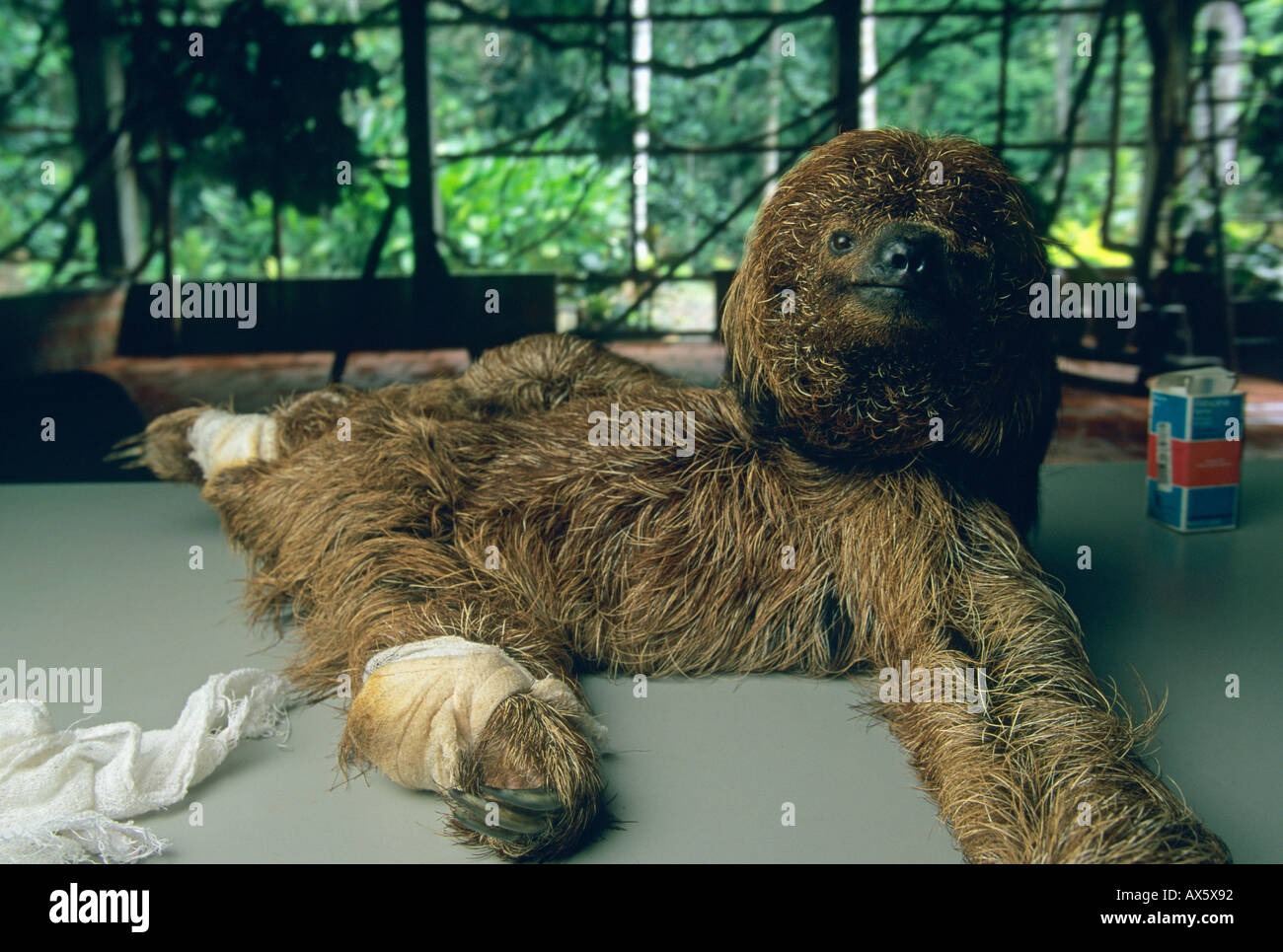 Maned Sloth (Bradypus torquatus) Endangered, receiving medical care, Ai Project rehab center, Bahia State, Brazil Stock Photo