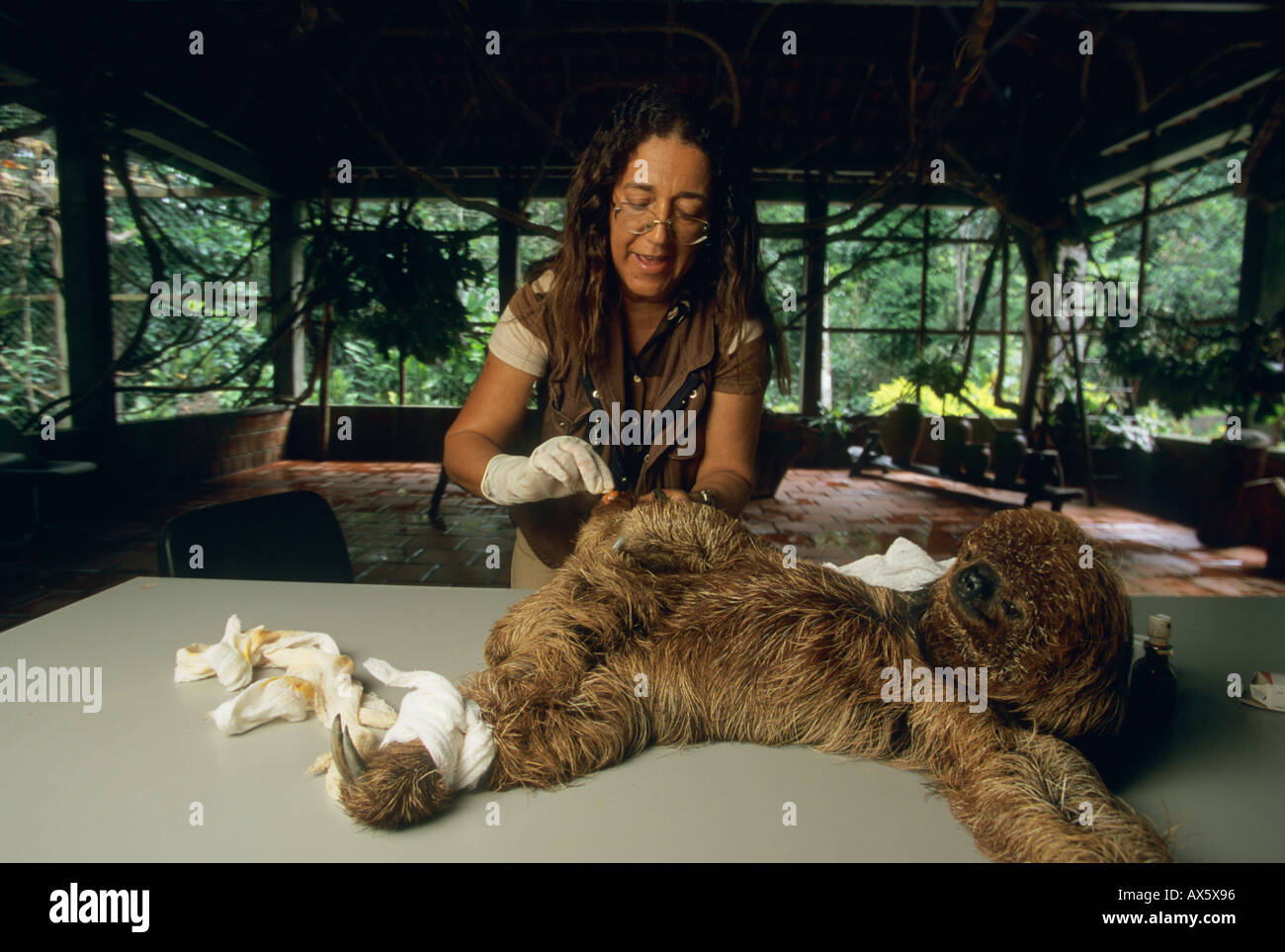 Maned Sloth (Bradypus torquatus) Endangered, with Vera Oliveira, Ai