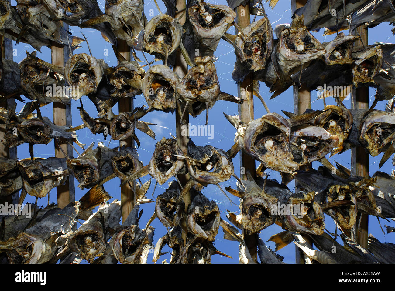 Dried fish hanging on a drying rack, Senja Peninsula, Norway, Europe Stock Photo
