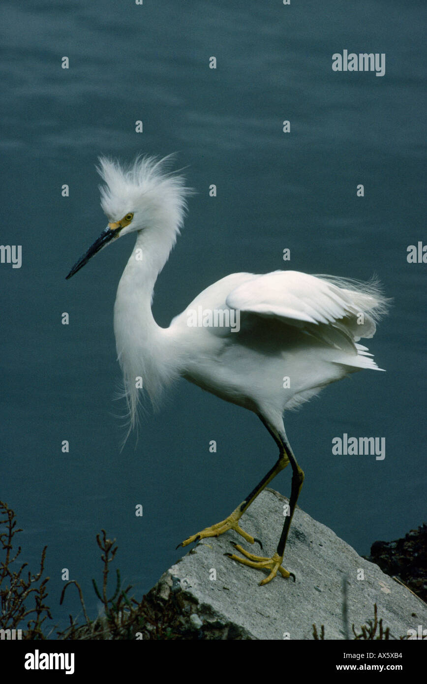 Snowy Egret (Egretta thula) Portrait of a snowy egret, San Francisco Bay, California. Stock Photo