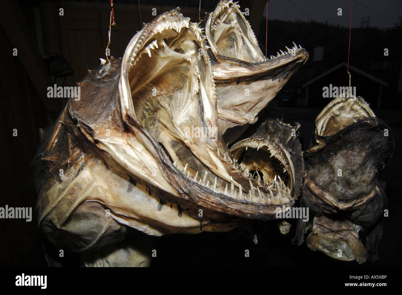 Dried monkfish, souvenir from Norway, Europe Stock Photo