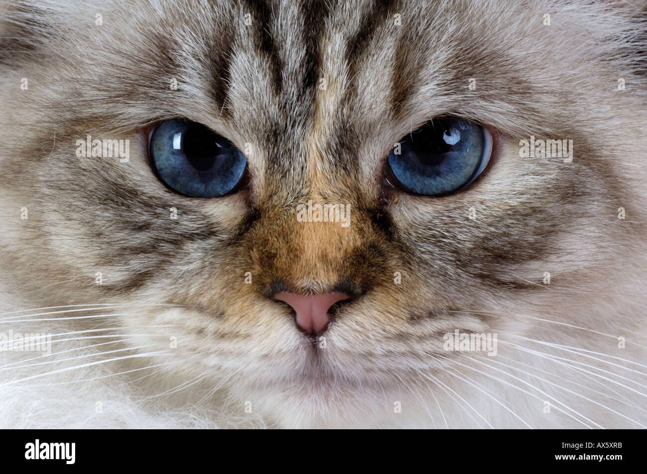 Sacred Cat of Birma / Birman  Stock Photo