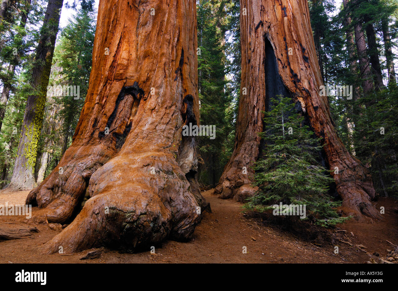 Giant Sequoias (Sequoiadendron giganteum), Sequoia National Park, California, USA Stock Photo