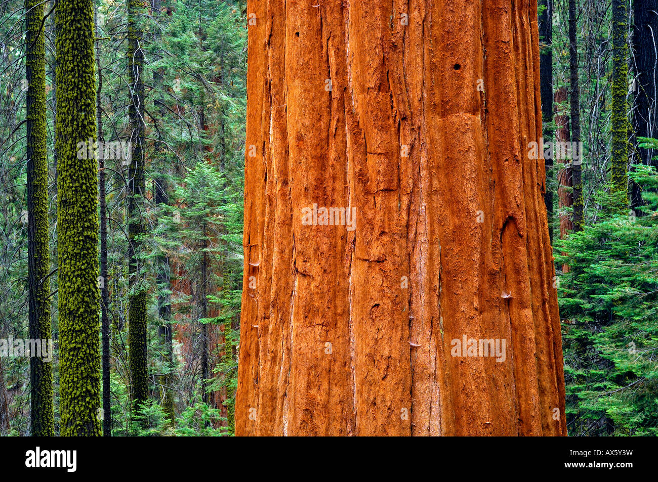 Giant Sequoia (Sequoiadendron giganteum) and spruce tree trunks, Sequoia National Park, California, USA Stock Photo