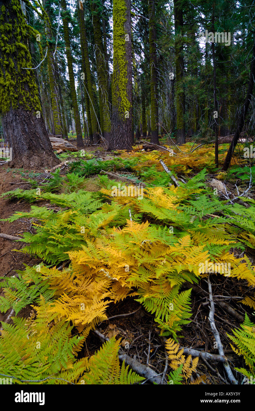 Ferns, underbrush in Sequoia National Park, California, USA Stock Photo
