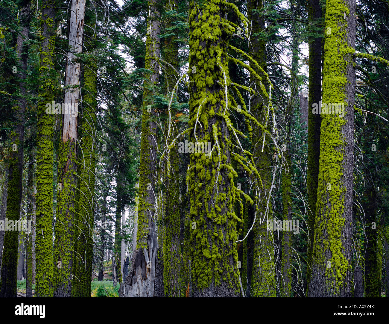 Moss-covered spruce tree trunks, Sequoia National Park, California, USA Stock Photo