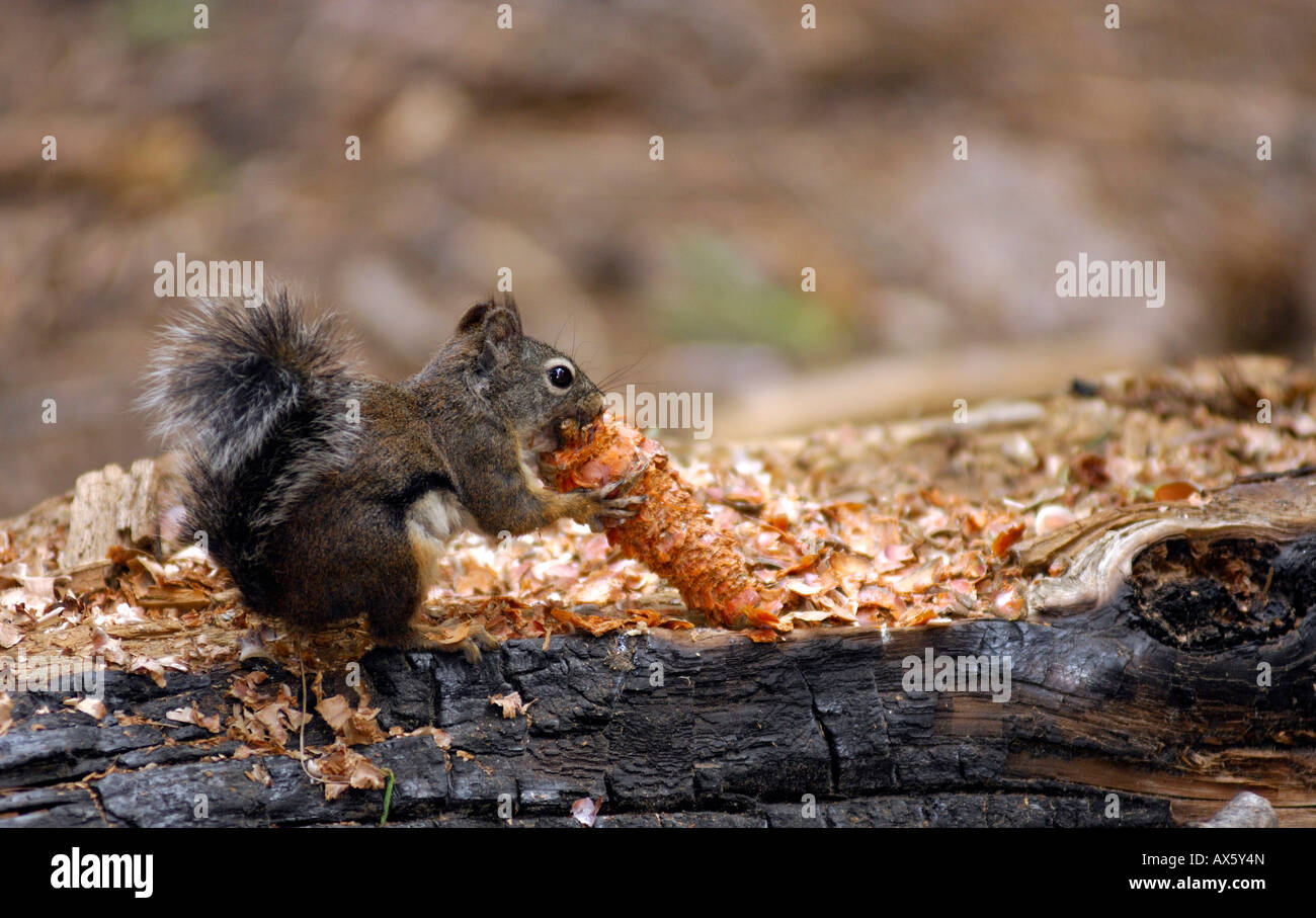 Douglas Squirrel (Tamiasciurus douglasii) eating sequoia seeds, Sequoia National Park, California, USA Stock Photo