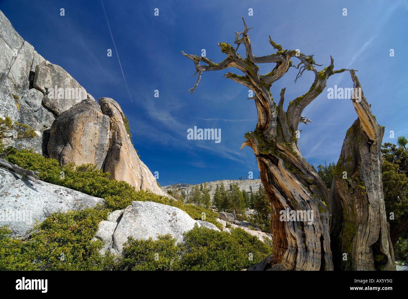 Lone gnarled old Bristlecone Pine (Pinus longaeva) tree stump in front of granite rocks at Olmsted Point, Yosemite National Par Stock Photo